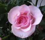 A Blessing can be a simple as seing a Beautiful Rose